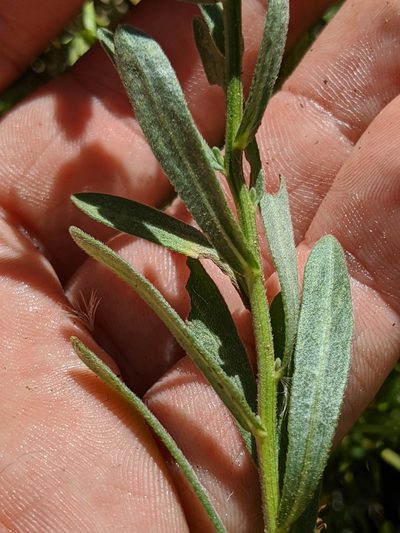 Erigeron inornatus, photographed by Alex Heyman