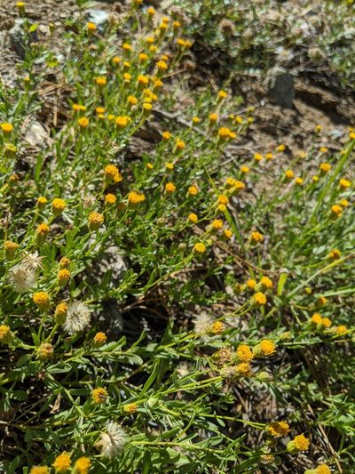 Erigeron inornatus, photographed by Alex Heyman