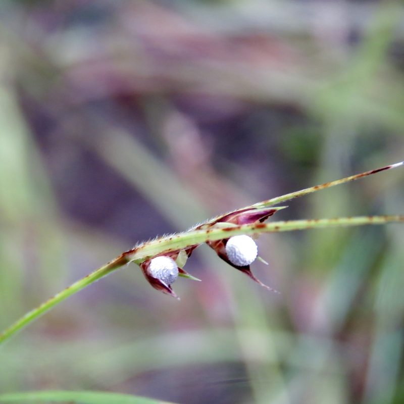Scleria muehlenbergii, photographed by Laura Clark