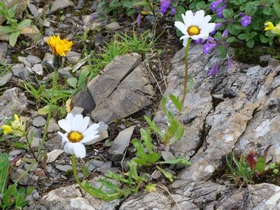 Leucanthemum halleri, photographed by Wolfgang Jauch