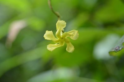 Mandevilla platydactyla, photographed by Neptalí Ramírez Marcial