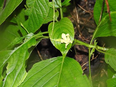 Mandevilla platydactyla, photographed by Neptalí Ramírez Marcial