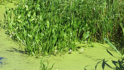 Sagittaria rigida, photographed by Marilynn Miller