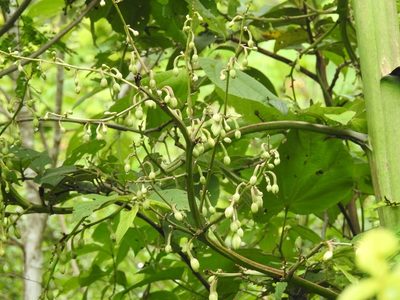 Furcraea guatemalensis, photographed by Neptalí Ramírez Marcial