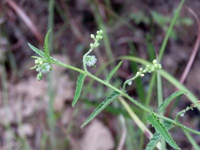 Tragia betonicifolia, photographed by Laura Clark
