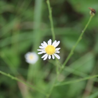 Boltonia diffusa, photographed by Laura Clark