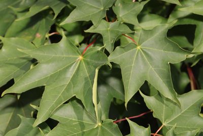 Acer cappadocicum, photographed by Stephen James McWilliam