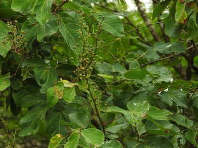 Mimosa psilocarpa, photographed by Neptalí Ramírez Marcial