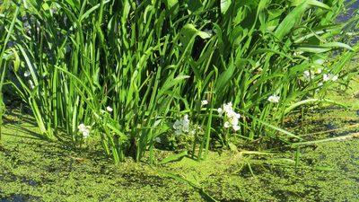 Sagittaria rigida, photographed by Marilynn Miller