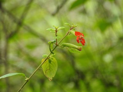 Cuphea intermedia, photographed by Neptalí Ramírez Marcial