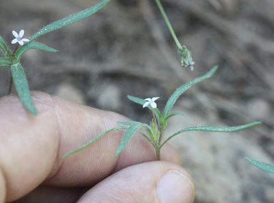 Collomia tinctoria, photographed by Scott Loarie