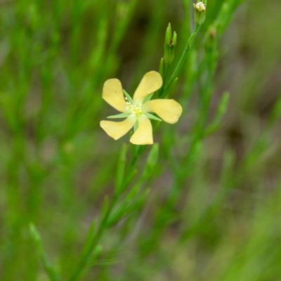 Hypericum drummondii, photographed by Laura Clark
