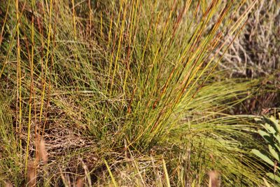 Tetraria capillacea, photographed by Tony Rebelo