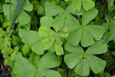 Oxalis nelsonii, photographed by Neptalí Ramírez Marcial