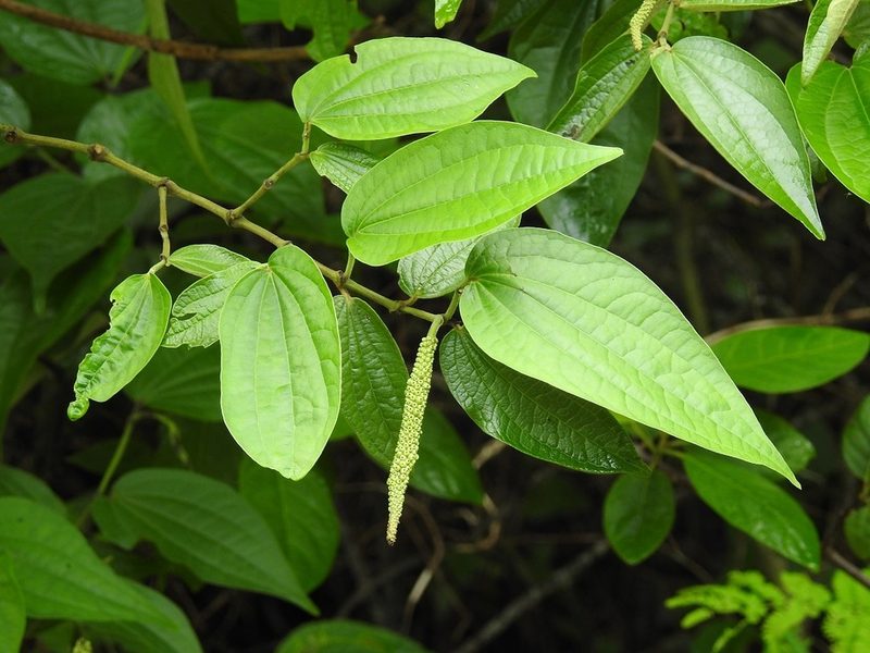 Piper jacquemontianum, photographed by Neptalí Ramírez Marcial