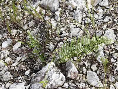 Pteris longifolia, photographed by Neptalí Ramírez Marcial