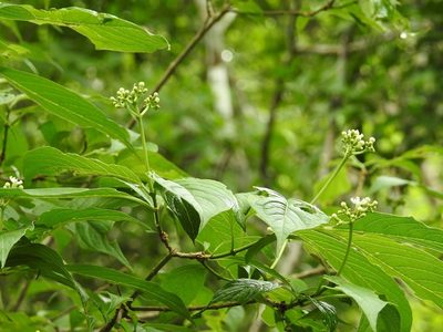 Eumachia microdon, photographed by Neptalí Ramírez Marcial