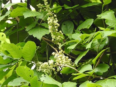 Paullinia costata, photographed by Neptalí Ramírez Marcial