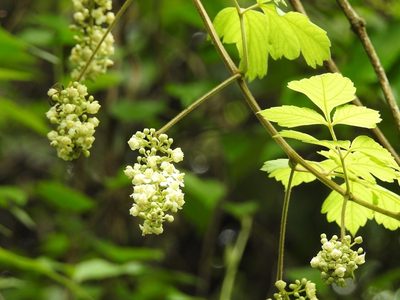 Paullinia costata, photographed by Neptalí Ramírez Marcial