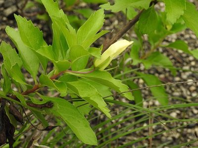 Eremogeton grandiflorus, photographed by Neptalí Ramírez Marcial