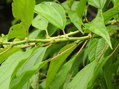Pouzolzia occidentalis, photographed by Neptalí Ramírez Marcial