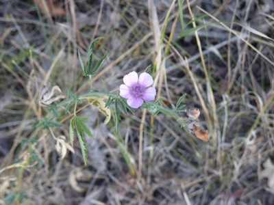 Althaea cannabina, photographed by Евгений Егоров