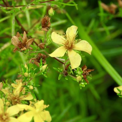 Hypericum galioides, photographed by Laura Clark