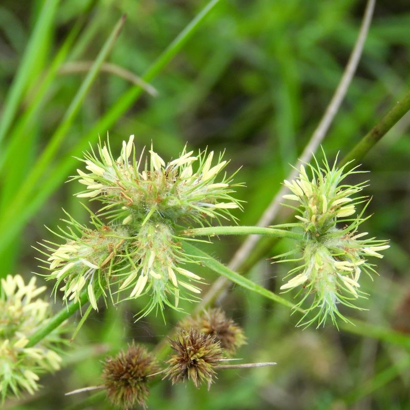 Fuirena squarrosa, photographed by Laura Clark