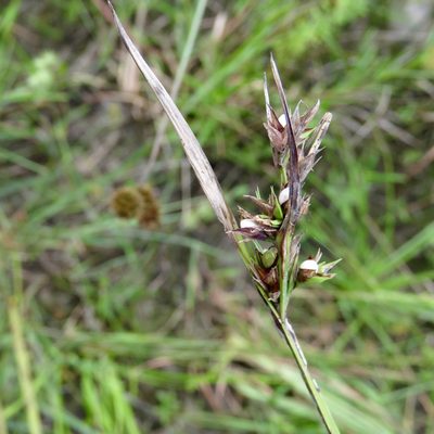 Scleria triglomerata, photographed by Laura Clark