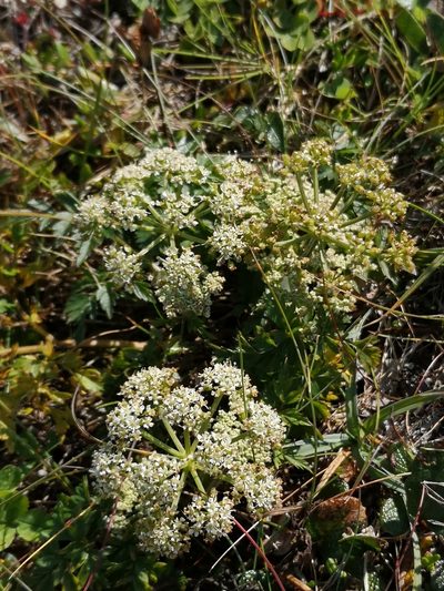 Conioselinum chinense, photographed by Todd Boland
