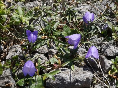 Campanula giesekiana, photographed by Todd Boland