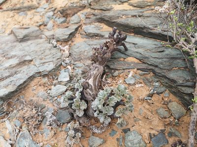 Pelargonium crassicaule, photographed by leandra-k_89