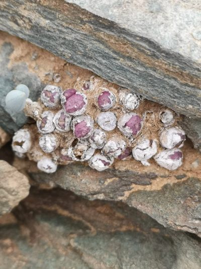 Conophytum saxetanum, photographed by leandra-k_89