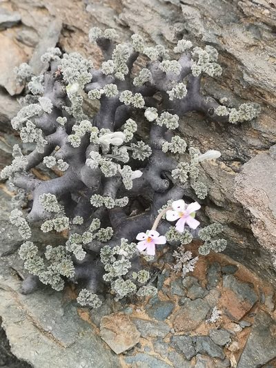 Pelargonium crassicaule, photographed by leandra-k_89