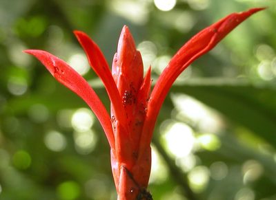 Aphelandra lingua-bovis, photographed by Eduardo Chacón Madrigal