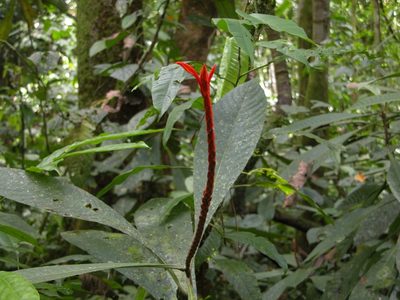 Aphelandra lingua-bovis, photographed by Eduardo Chacón Madrigal