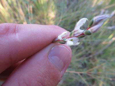 Dalea enneandra, photographed by Seth G. Breeding