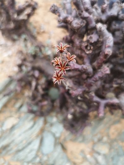 Adromischus montium-klinghardtii, photographed by leandra-k_89