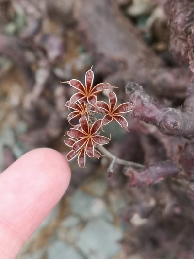 Adromischus montium-klinghardtii, photographed by leandra-k_89