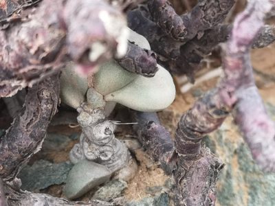 Adromischus montium-klinghardtii, photographed by leandra-k_89