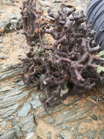 Adromischus montium-klinghardtii, photographed by leandra-k_89