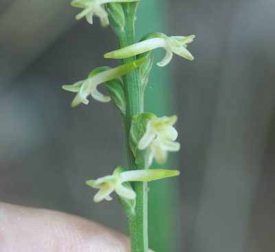 Platanthera transversa, photographed by Scott Loarie