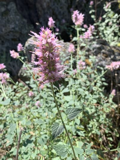 Agastache parvifolia, photographed by Kathy Fulton