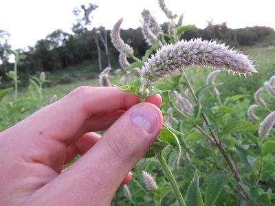 Agastache scrophulariifolia, photographed by Seth G. Breeding