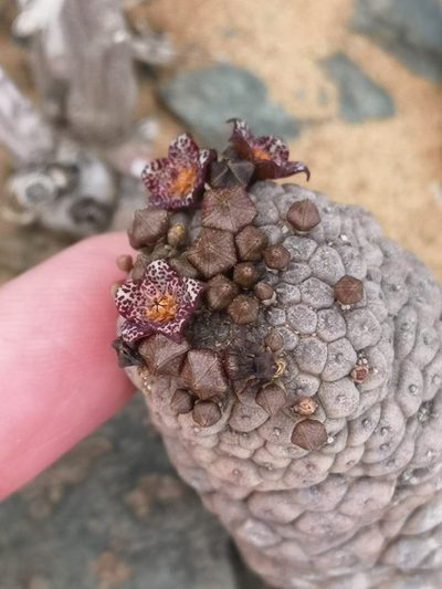 Larryleachia marlothii, photographed by leandra-k_89
