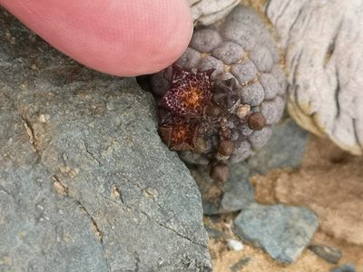 Larryleachia marlothii, photographed by leandra-k_89
