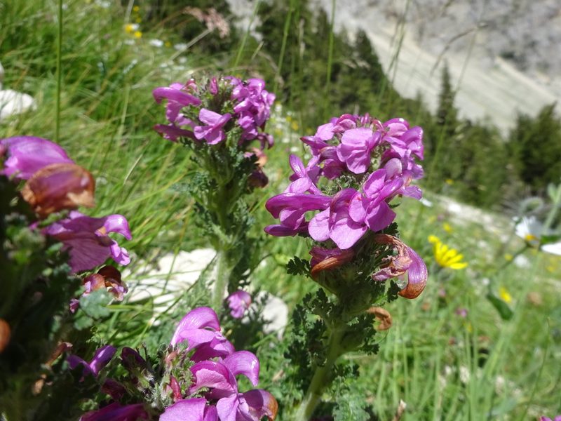 Pedicularis gyroflexa, photographed by Guillaume Hoffmann