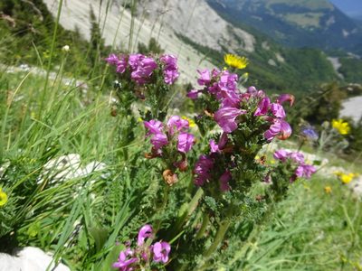 Pedicularis gyroflexa, photographed by Guillaume Hoffmann
