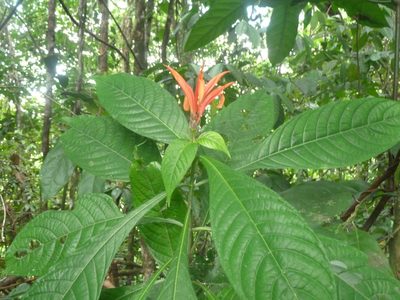 Aphelandra golfodulcensis, photographed by Eduardo Chacón Madrigal