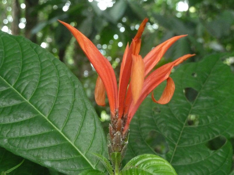 Aphelandra golfodulcensis, photographed by Eduardo Chacón Madrigal